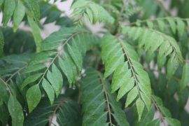 Curry leaves are good immunity boosting food
