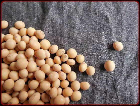 Pile of soybean on a cloth