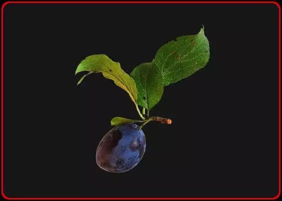 Indian fruit black plum with two leaves
