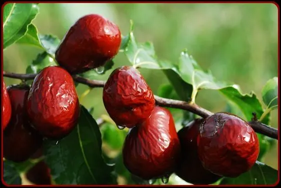 Indian fruit Jujube on a branch