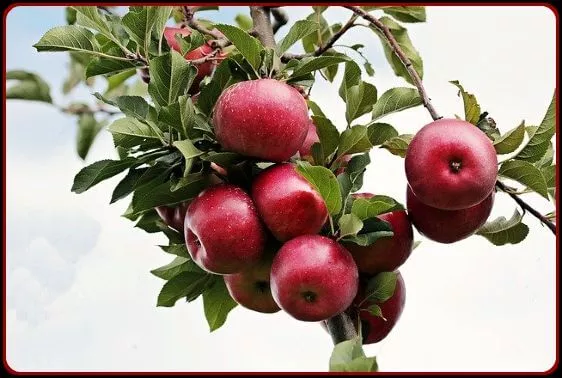 Red Kashmiri apple on a tree branch