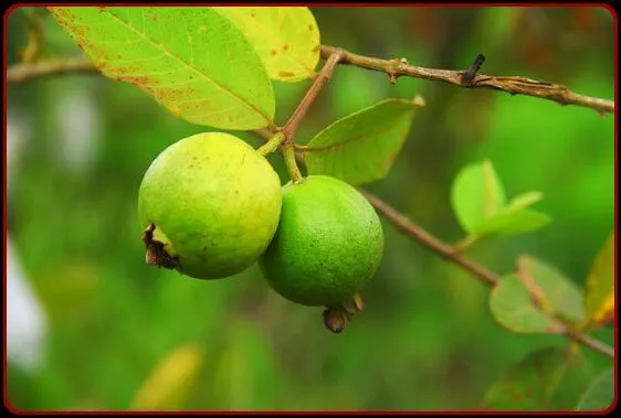 Pair of Guava on the tree