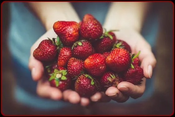 Holding heap of strawberries in the hands