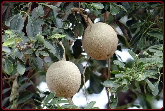 Indian low calorie fruit - Two Wood Apple hanging on the tree